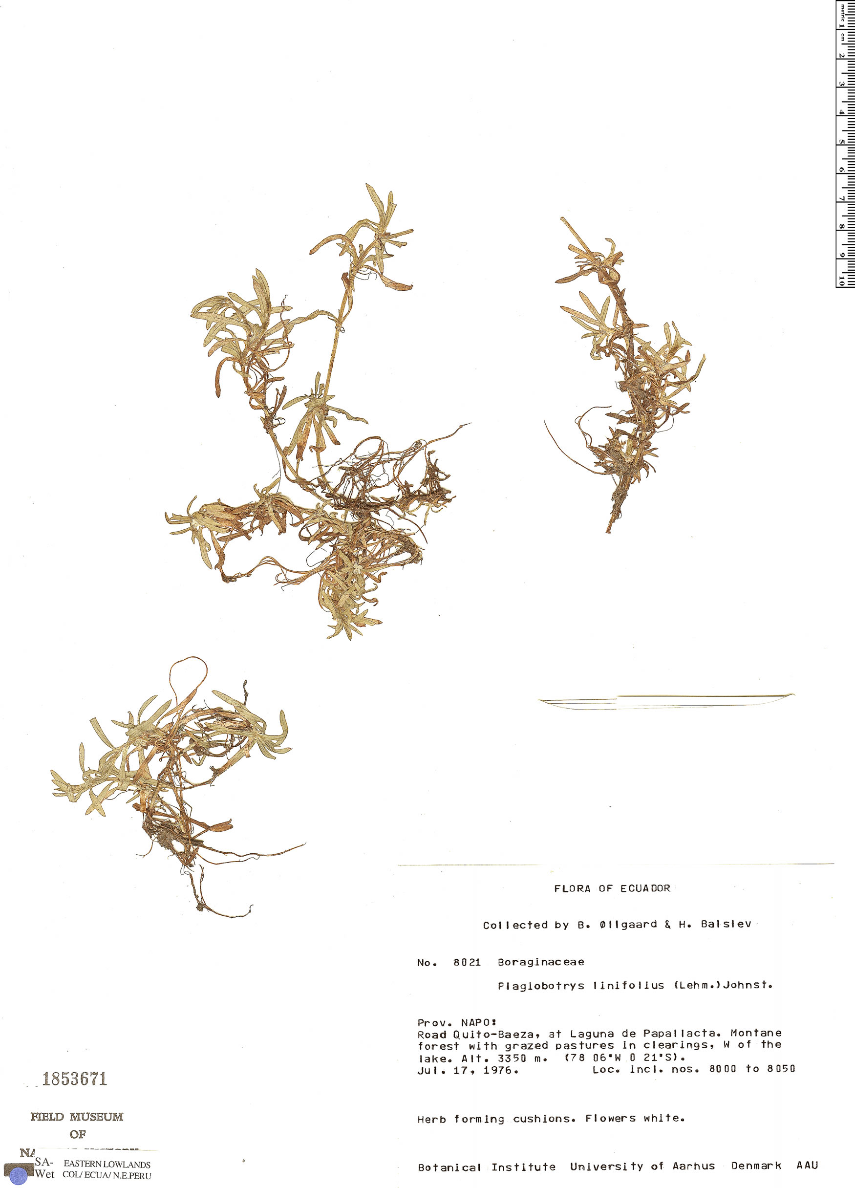 Plagiobothrys linifolius image