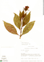 Fuchsia orientalis image