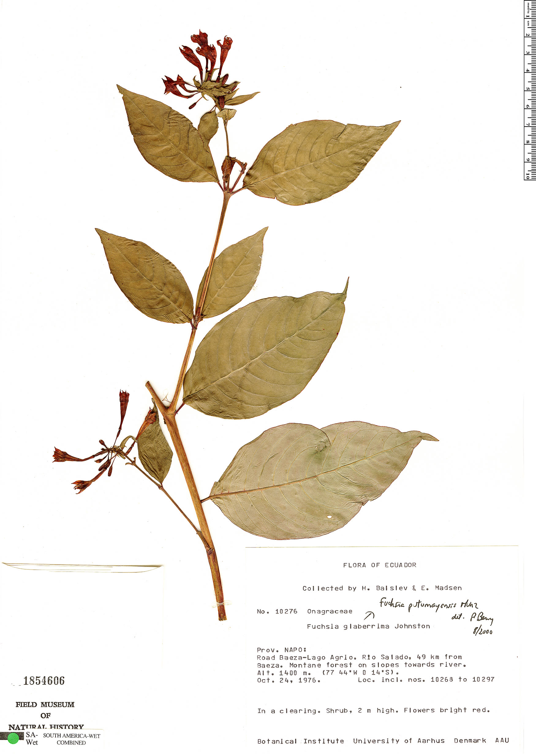 Fuchsia putumayensis image