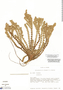 Lachemilla hispidula image