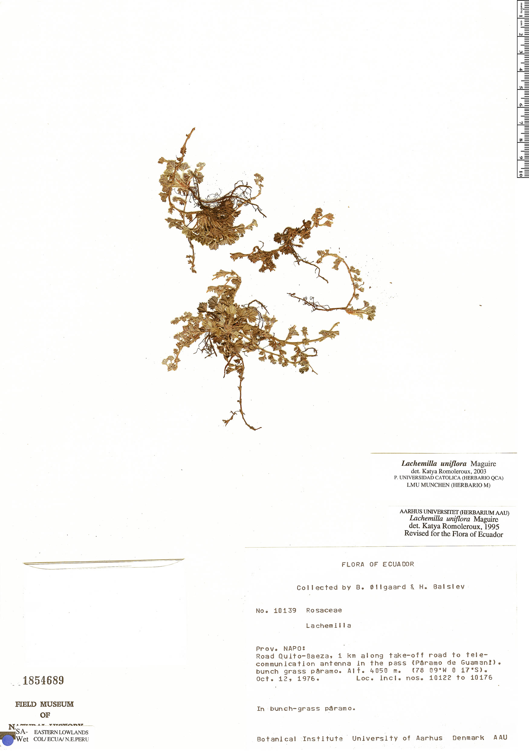 Lachemilla uniflora image