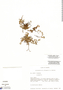 Lachemilla uniflora image