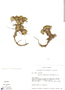 Azorella pedunculata image