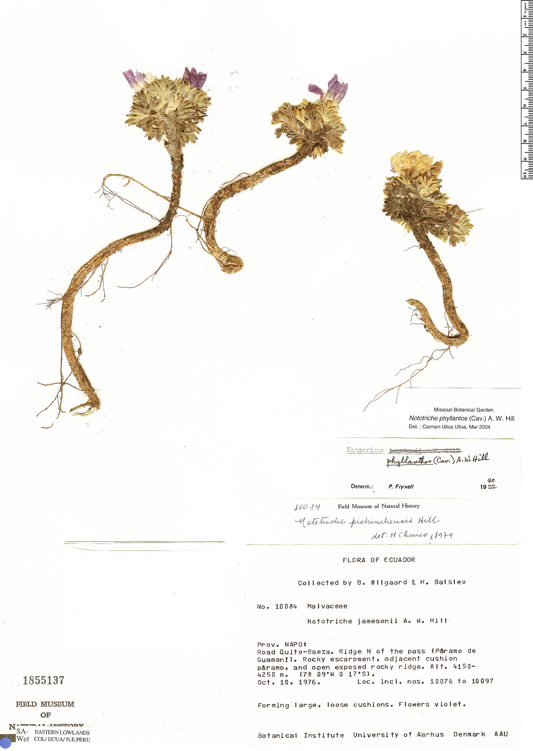 Nototriche phyllanthos image
