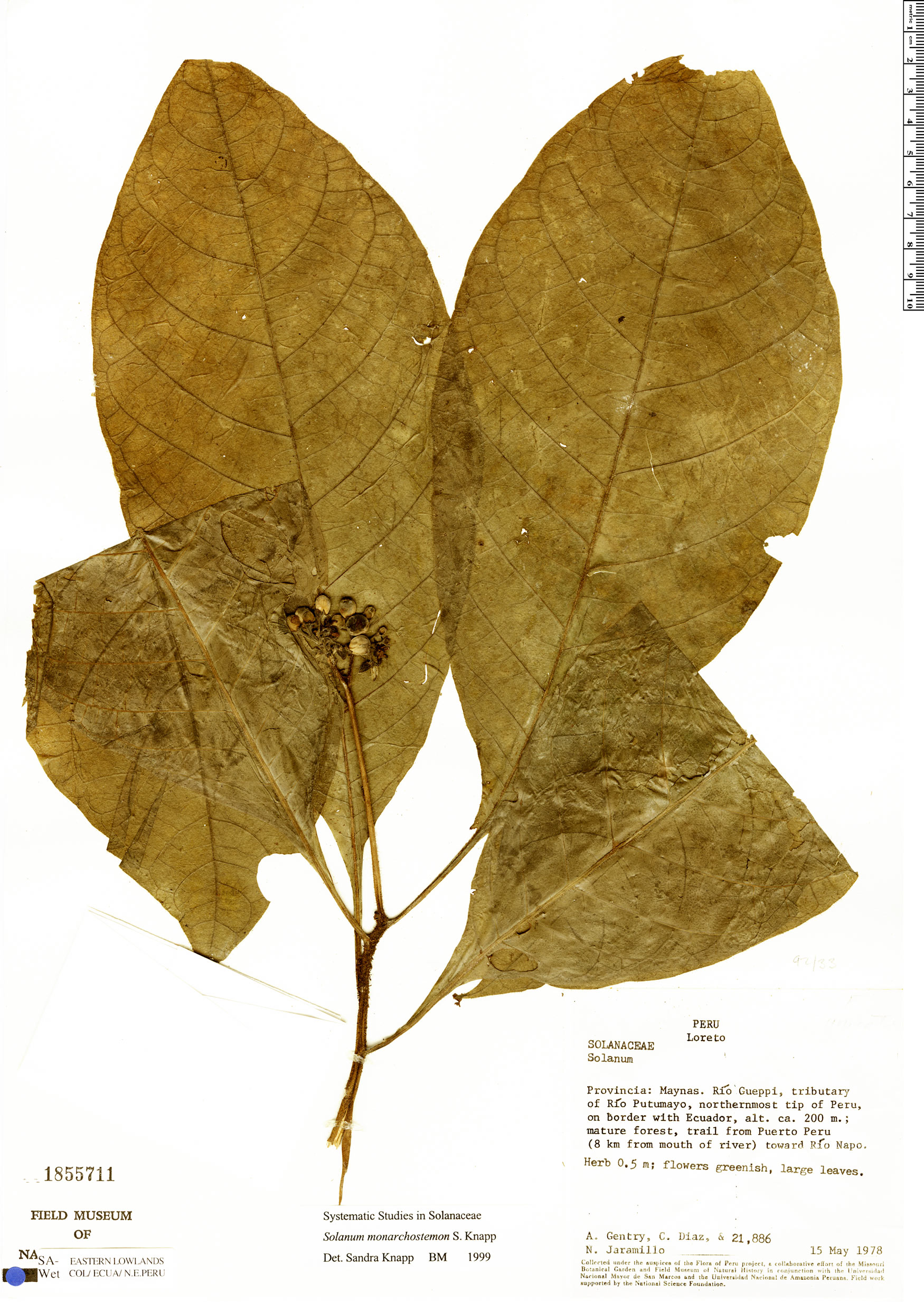 Solanum monarchostemon image