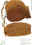 Hirtella magnifolia image