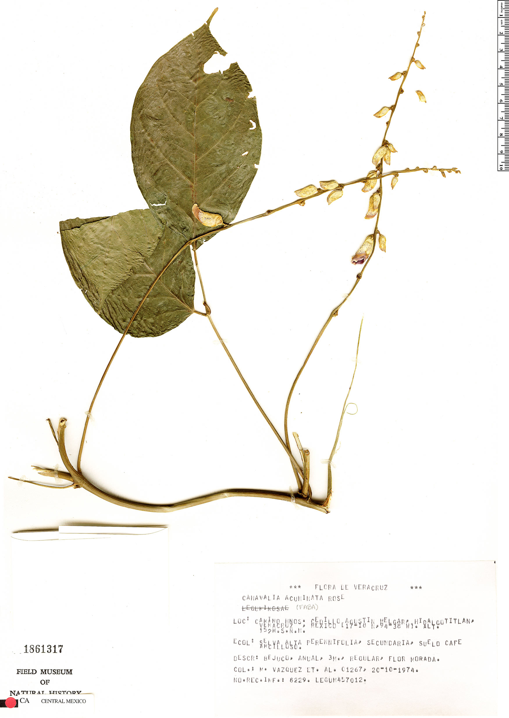 Canavalia oxyphylla image