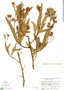 Flourensia angustifolia image