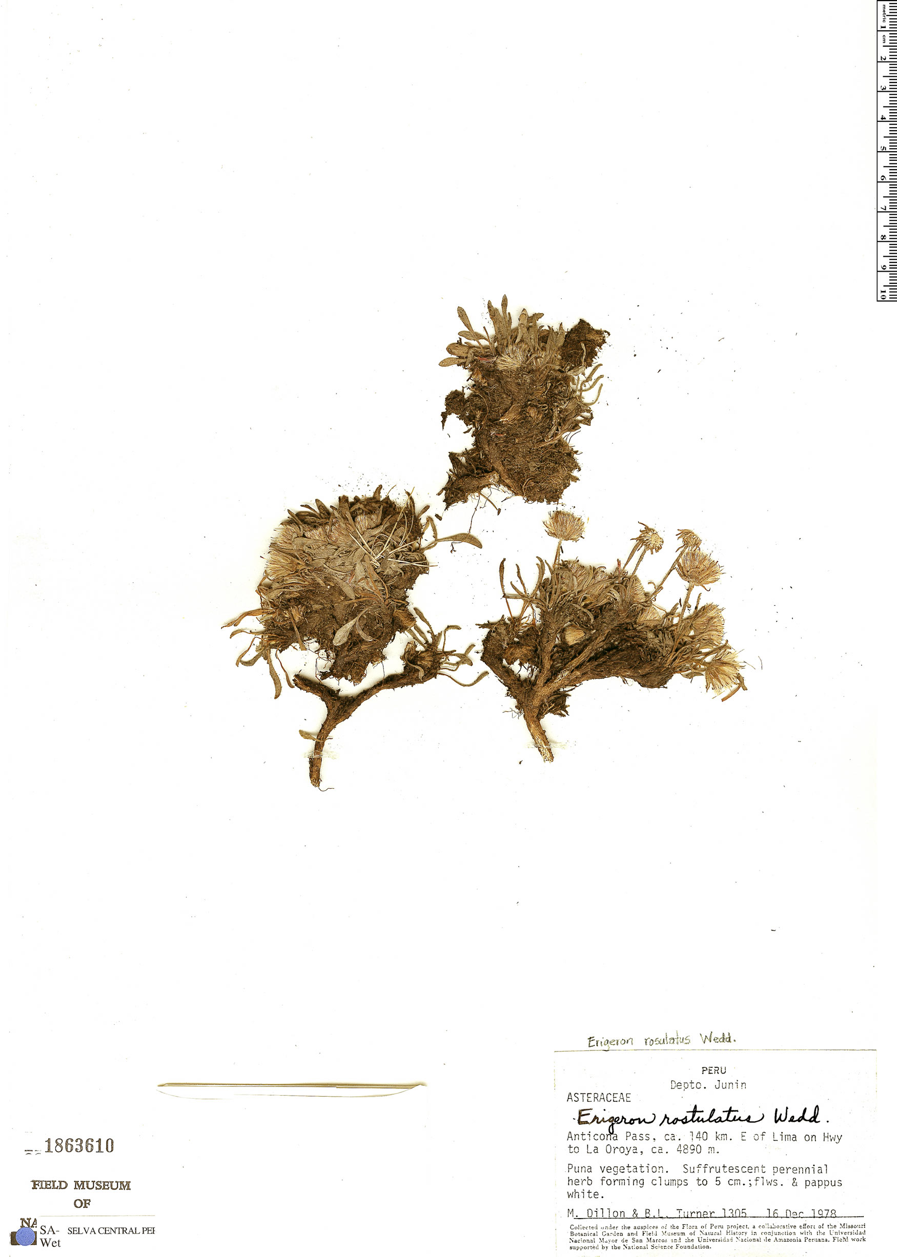 Erigeron rosulatus image