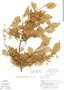 Ruprechtia costaricensis image