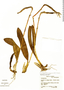 Bulbophyllum steyermarkii image