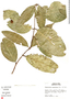 Hylenaea praecelsa image
