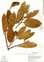 Hymenaea oblongifolia var. palustris image