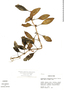 Codonanthe crassifolia image