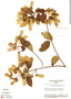 Banisteriopsis calcicola image
