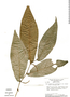 Piper arboreum var. hirtellum image