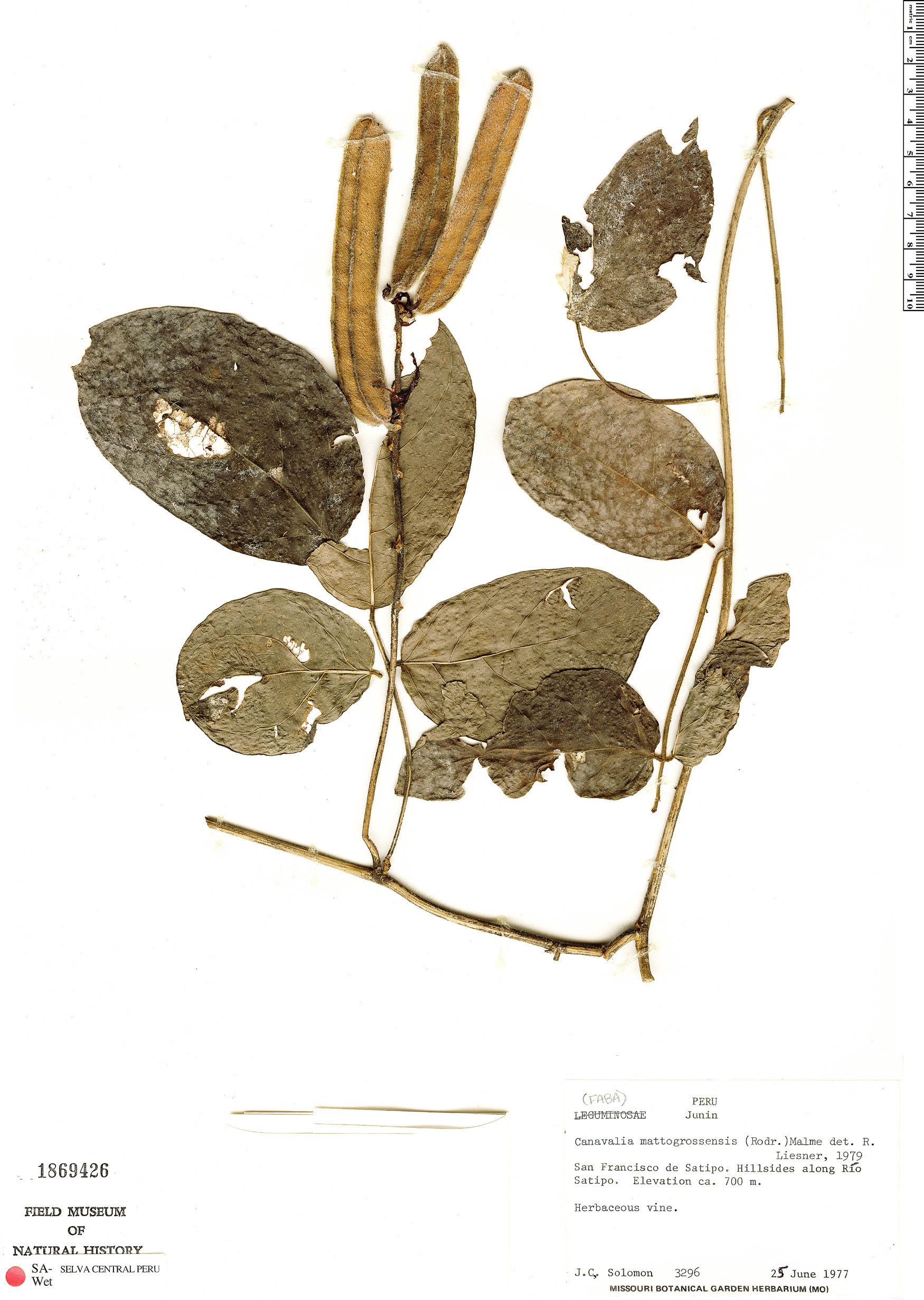 Canavalia mattogrossensis image
