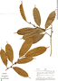 Naucleopsis oblongifolia image