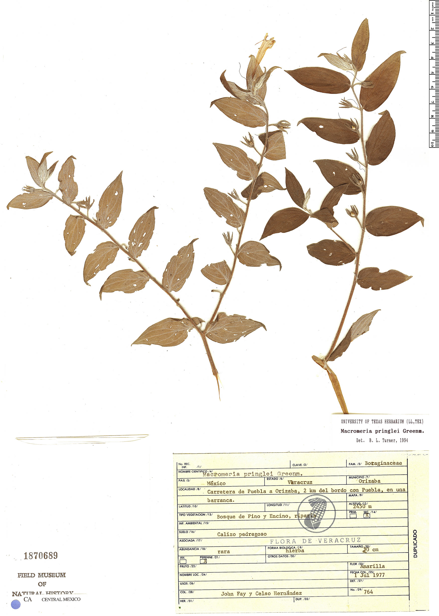 Lithospermum rzedowskii image