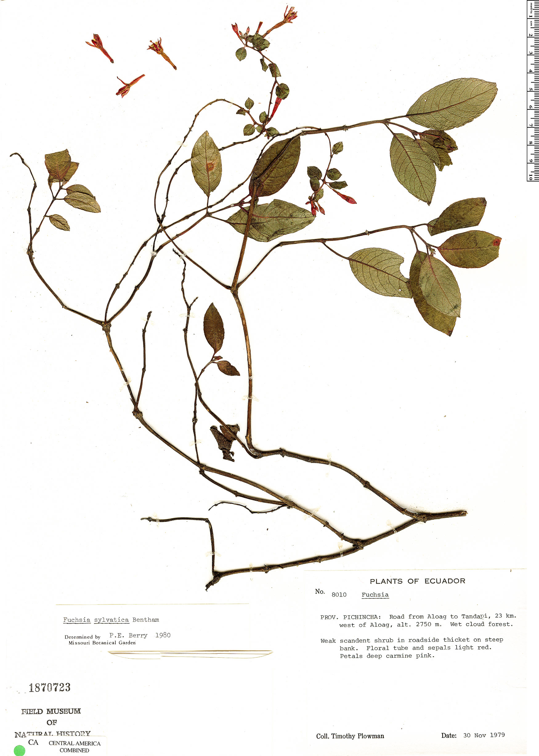 Fuchsia sylvatica image