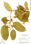 Cayaponia oppositifolia image
