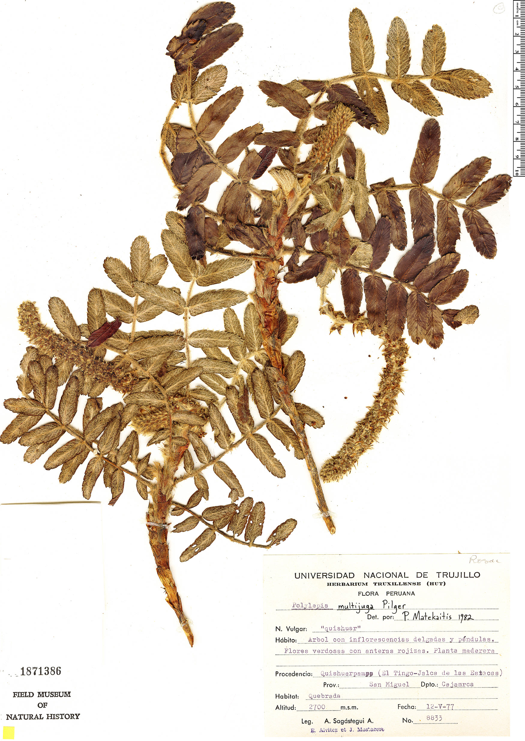 Polylepis multijuga image