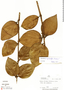 Psittacanthus lamprophyllus image