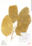Bauhinia arborea image