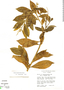 Monnina padifolia image
