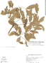 Berberis tenuifolia image