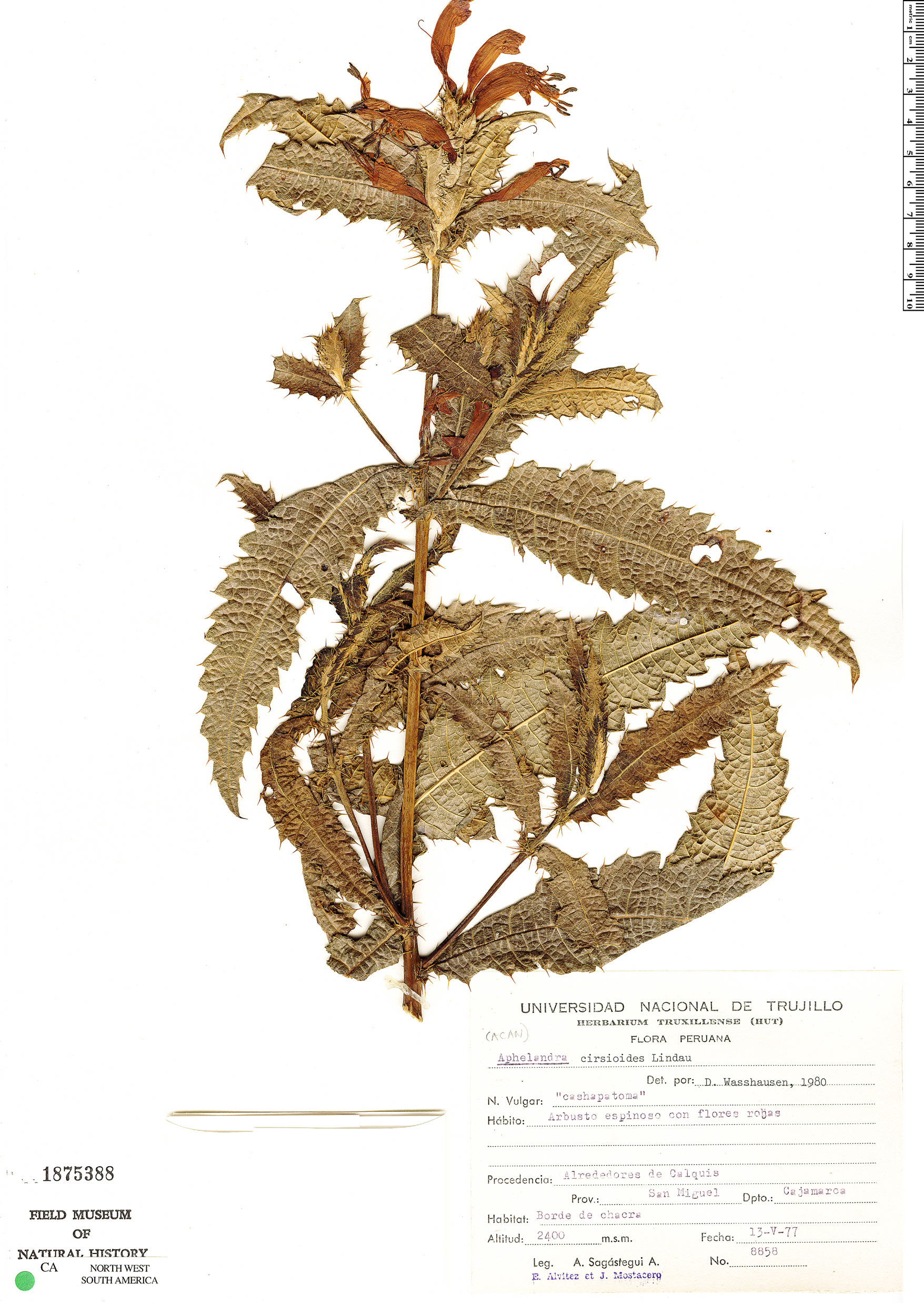 Aphelandra cirsioides image