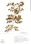Indigofera suffruticosa image