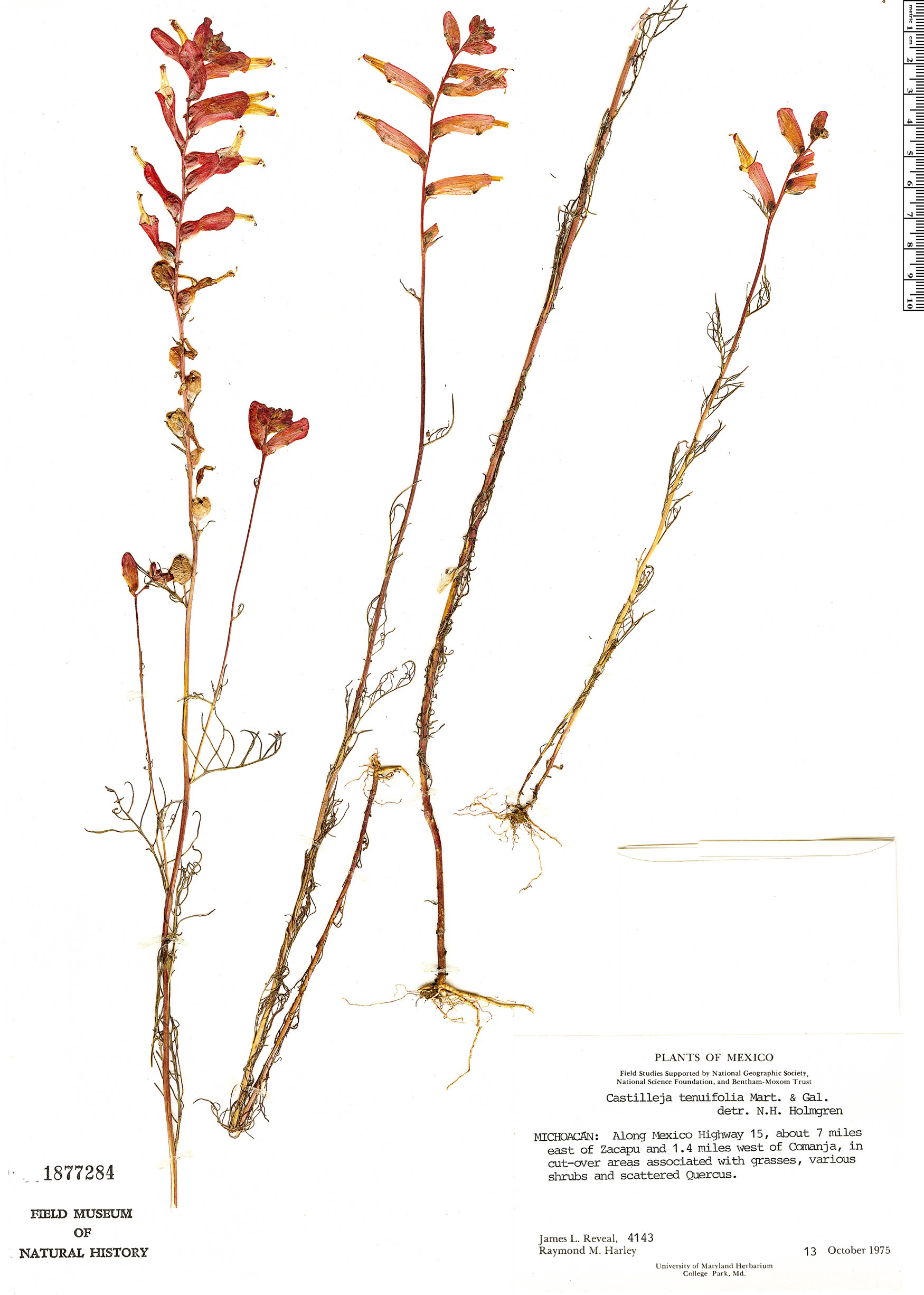 Castilleja tenuifolia image