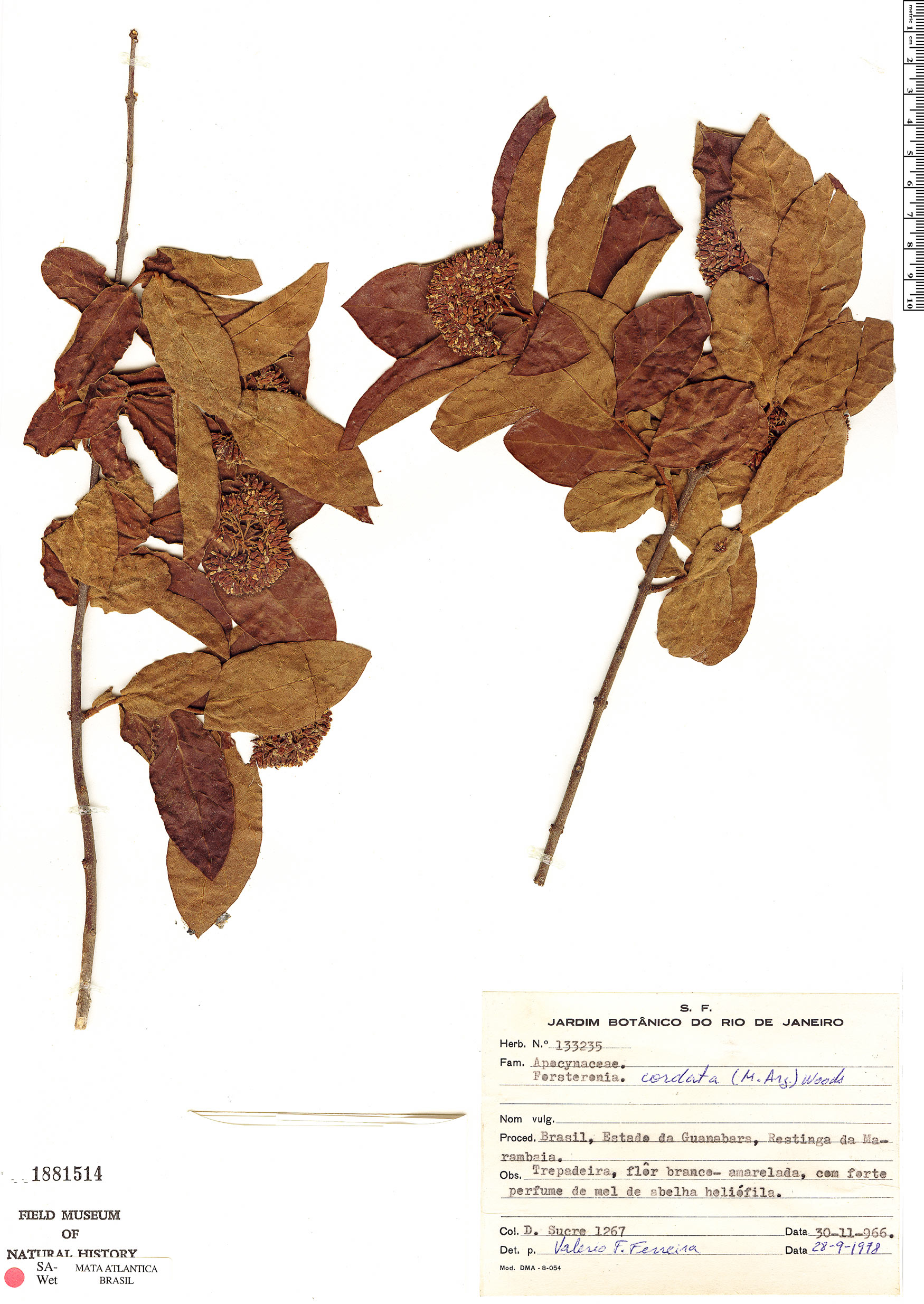 Forsteronia cordata image