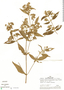 Tibouchina longifolia var. simulans image