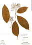 Hamelia longipes image