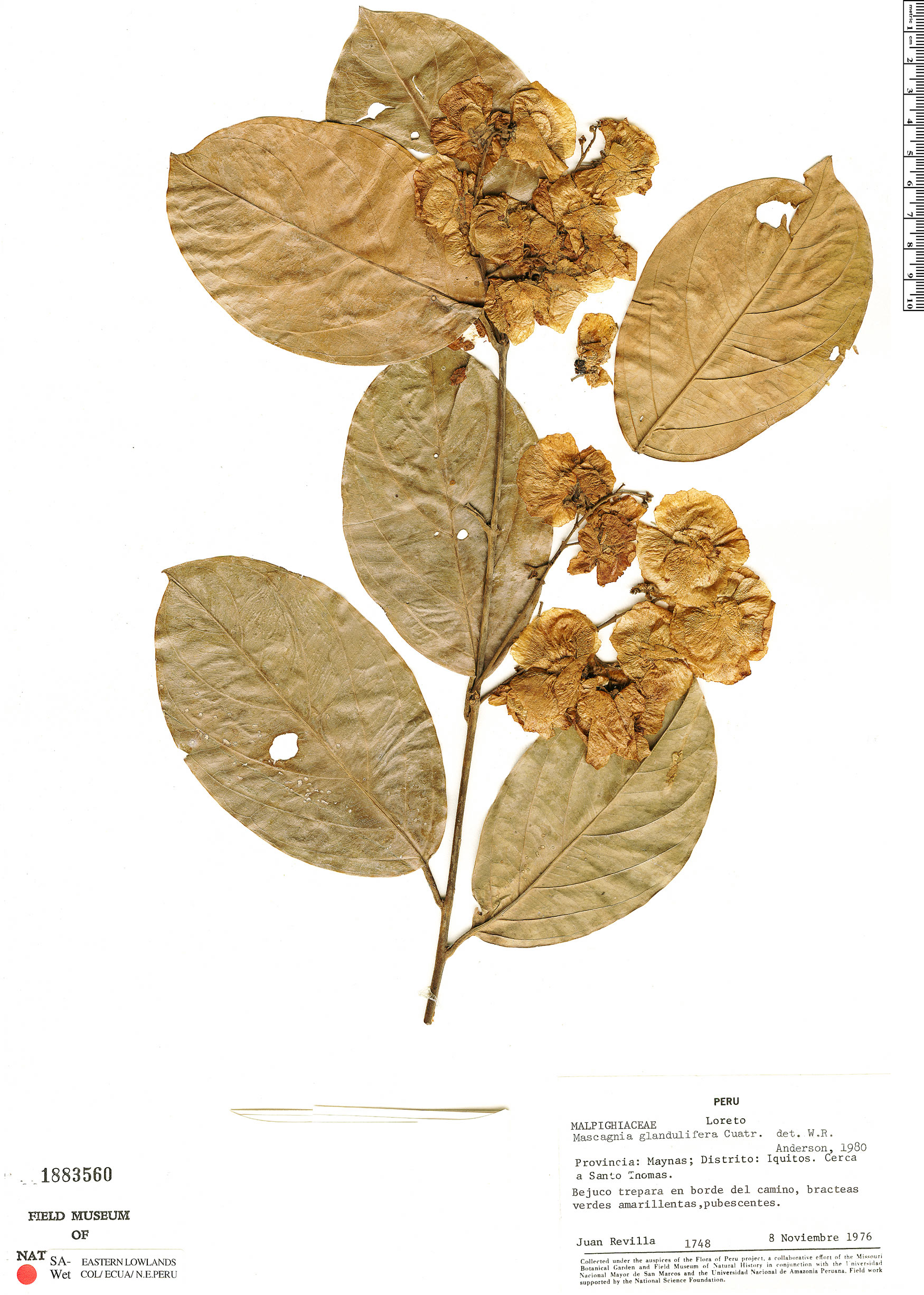 Christianella glandulifera image