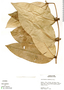 Calyptranthes macrophylla image