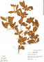 Buchenavia viridiflora image