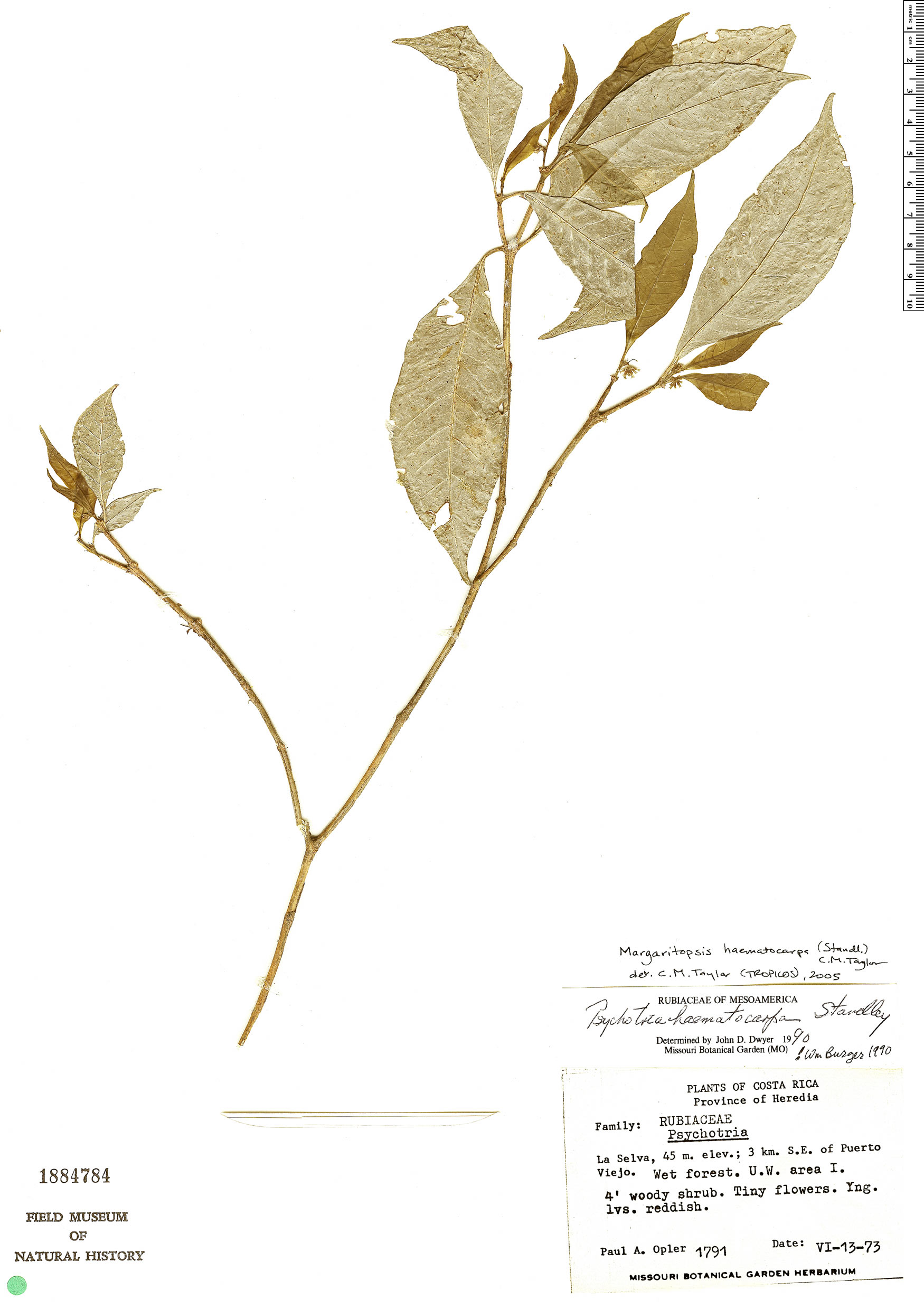 Eumachia haematocarpa image