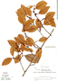 Erythroxylum spruceanum image
