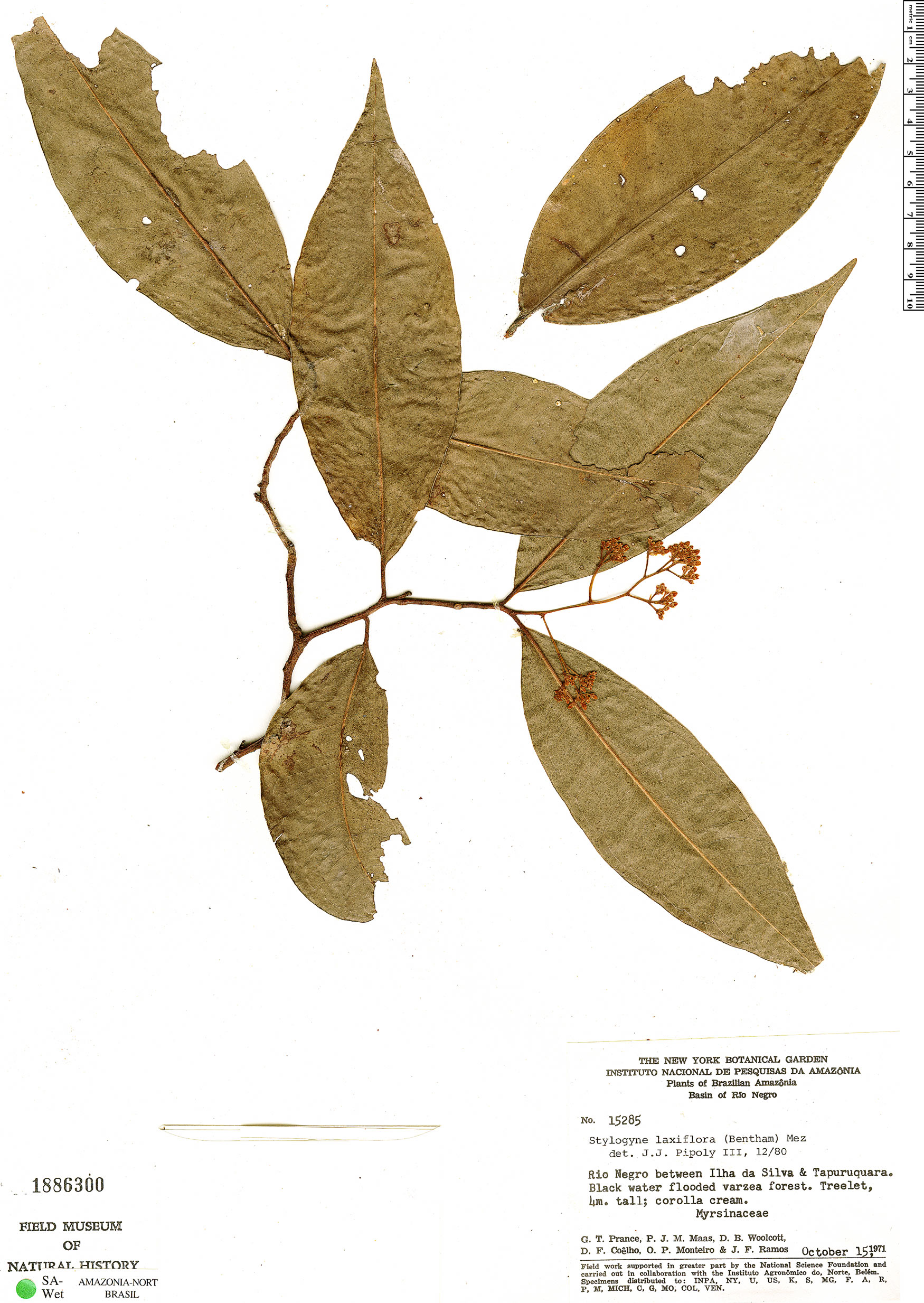 Stylogyne laxiflora image