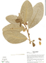 Ficus popenoei image