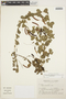 Chamaecrista rotundifolia image