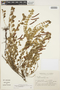 Chamaecrista rotundifolia var. rotundifolia image