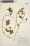Merremia grandiflora image