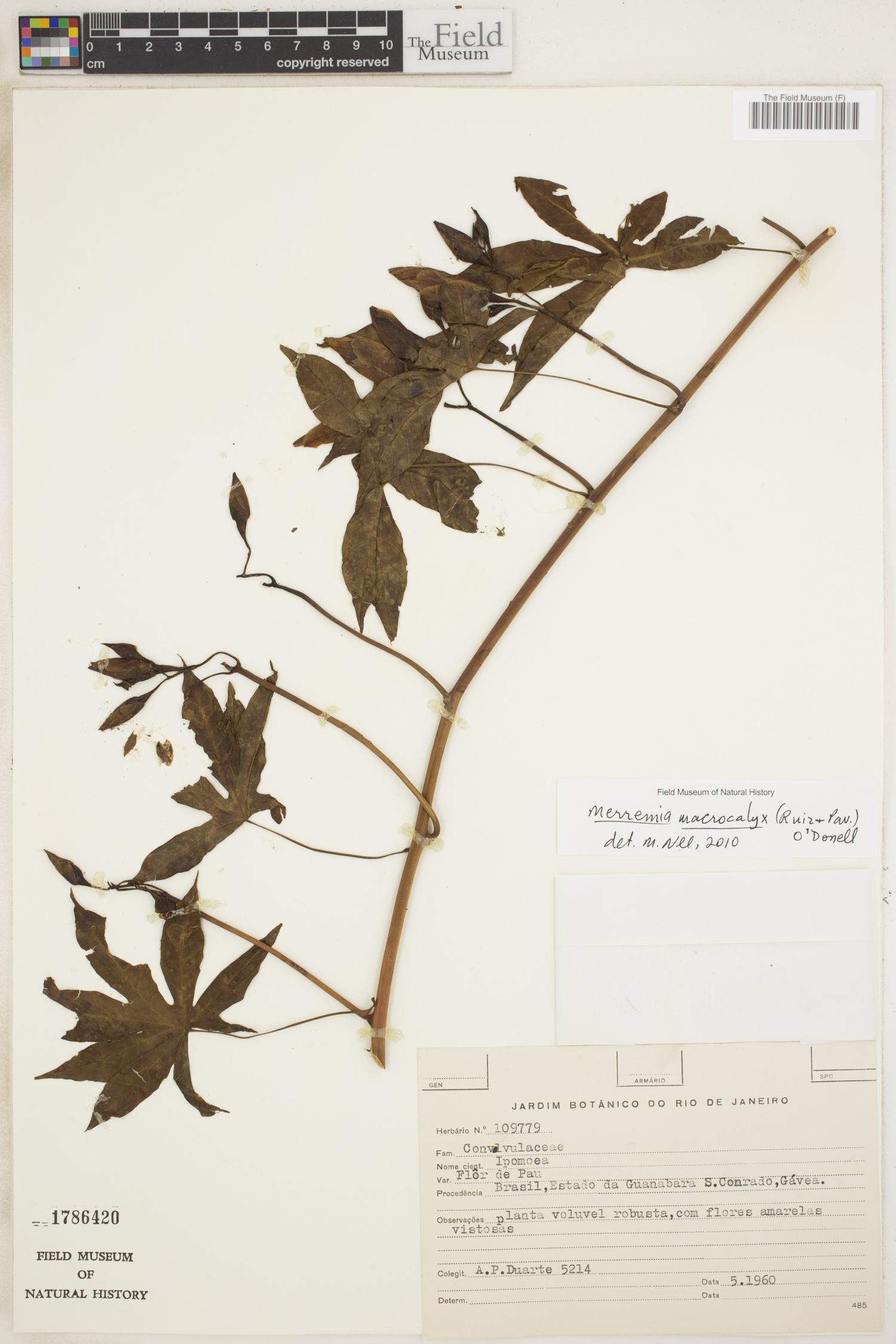Merremia macrocalyx image