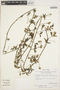 Merremia quinquefolia image