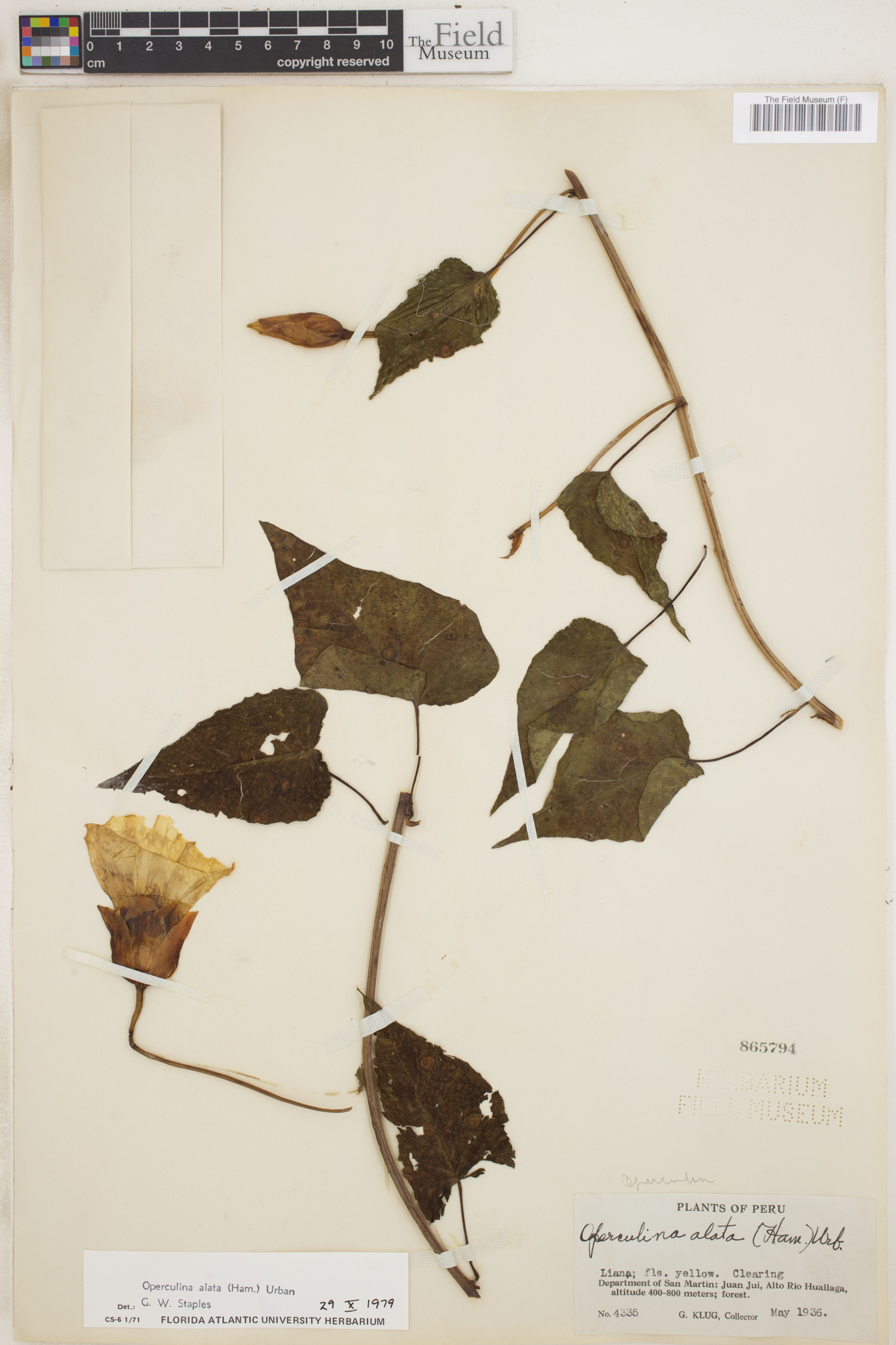 Operculina alata image