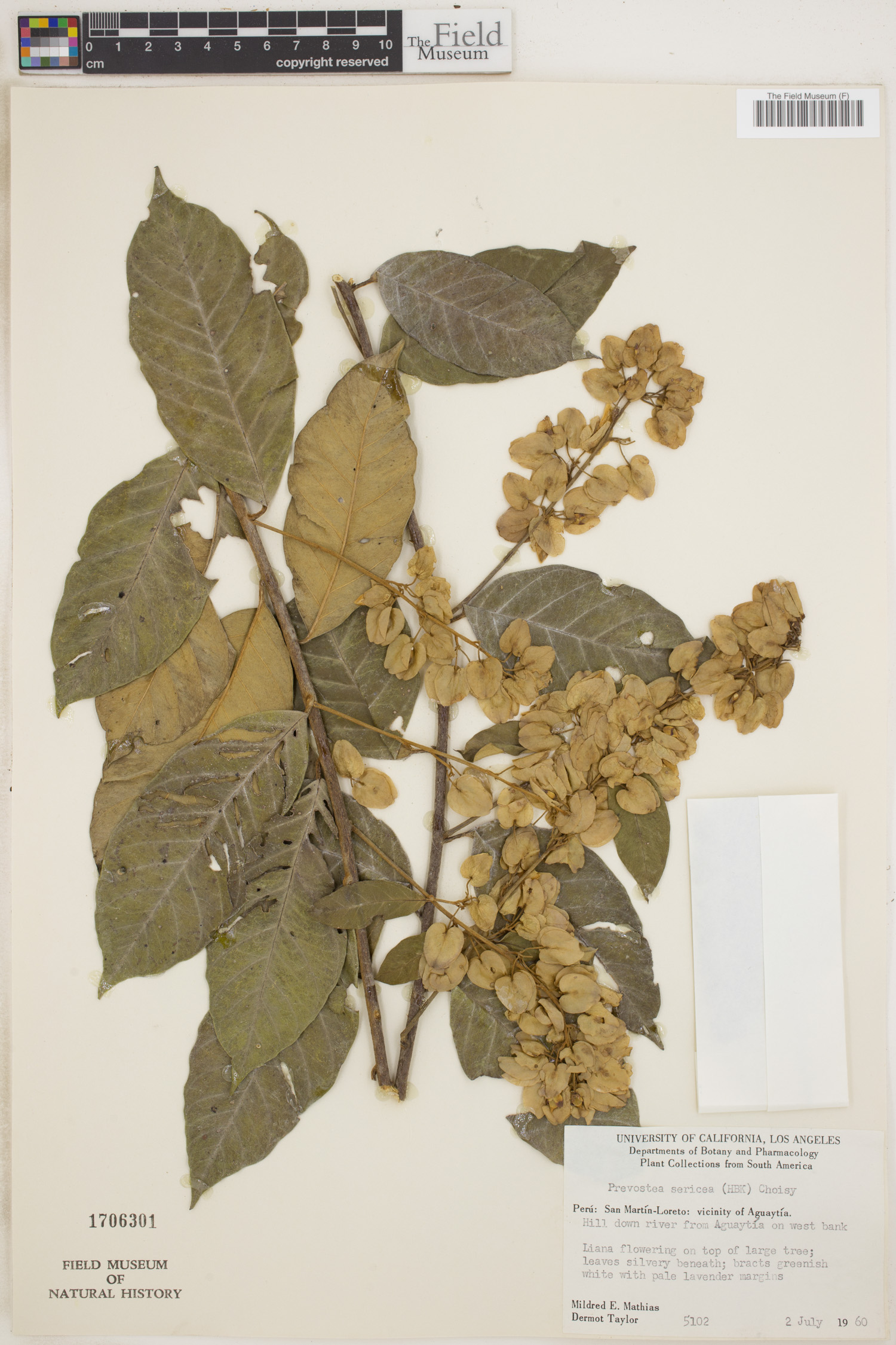 Calycobolus sericeus image
